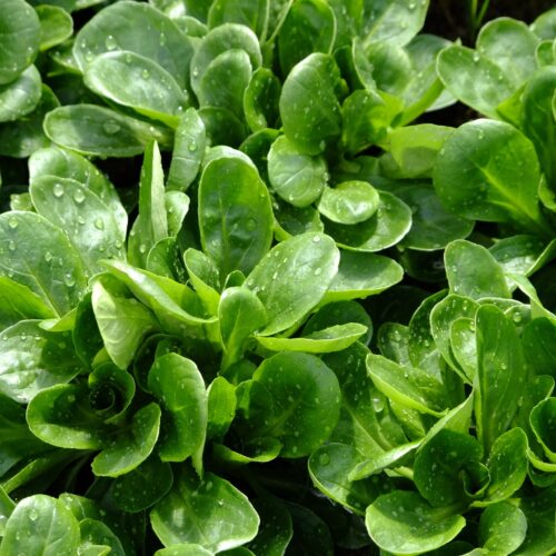 Lamb’s Lettuce with lukewarm Bacon-Cream-Yogurt Dressing